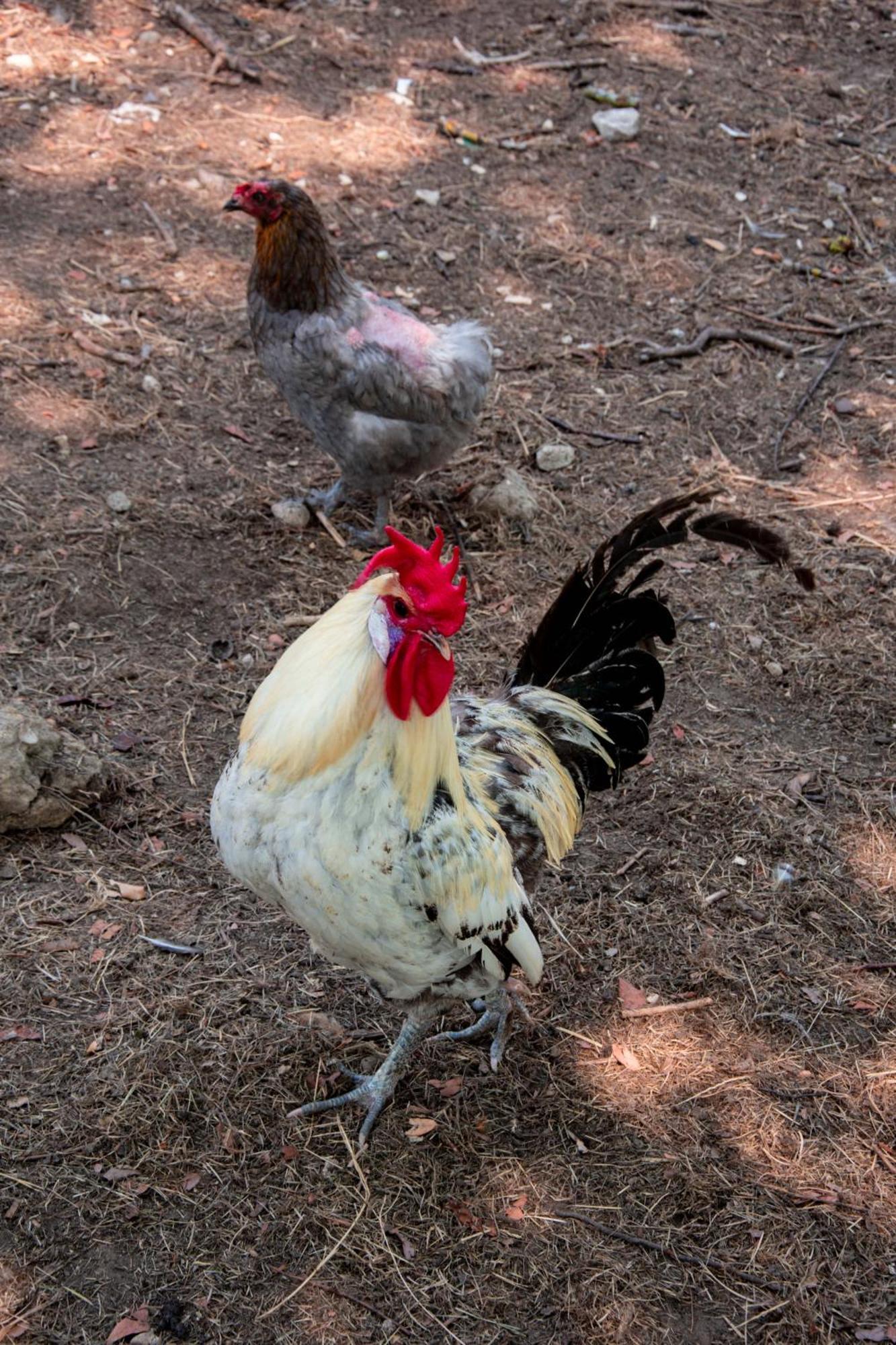 Pres Du Zoo De Beauval, Gites Agreable "Au Havre De Paix" Couffy Exterior foto